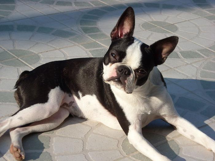 boston terrier