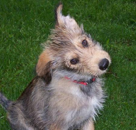 Picardie Shepherd Dog