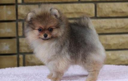 Πόσο είναι το Pomeranian Spitz στη Ρωσία