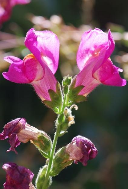 Snapdragon - καλλιέργεια σπόρων για επαγγελματίες και ερασιτέχνες