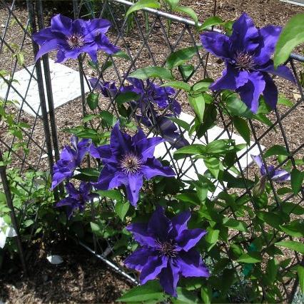 Πού να αγοράσετε Clematis 