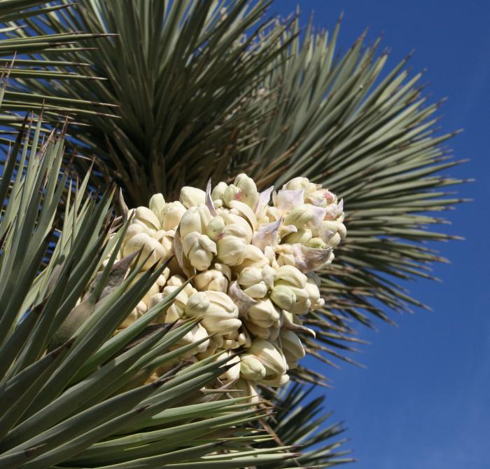 Palm yucca