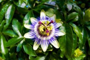 Passiflora: φροντίδα στο σπίτι (χαρακτηριστικά)