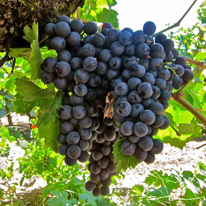 Grape Strashensky: χαρακτηρισμός της ποικιλίας