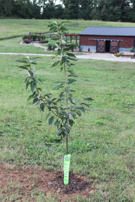 Apple tree 