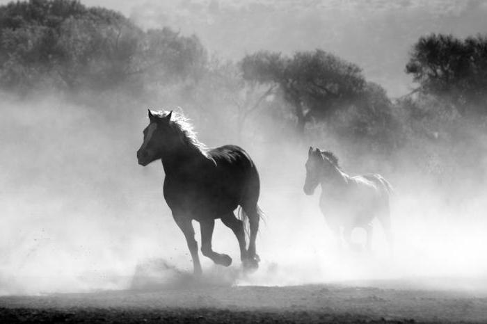 Ερμηνεία όνειρο: τι μοιάζει η κοπάδι των αλόγων;