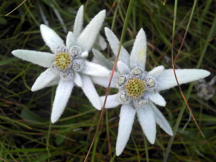 Το beel edelweiss είναι αδιάλυτο