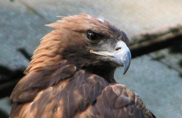 Golden Eagle - ο μεγαλύτερος αετός στον κόσμο