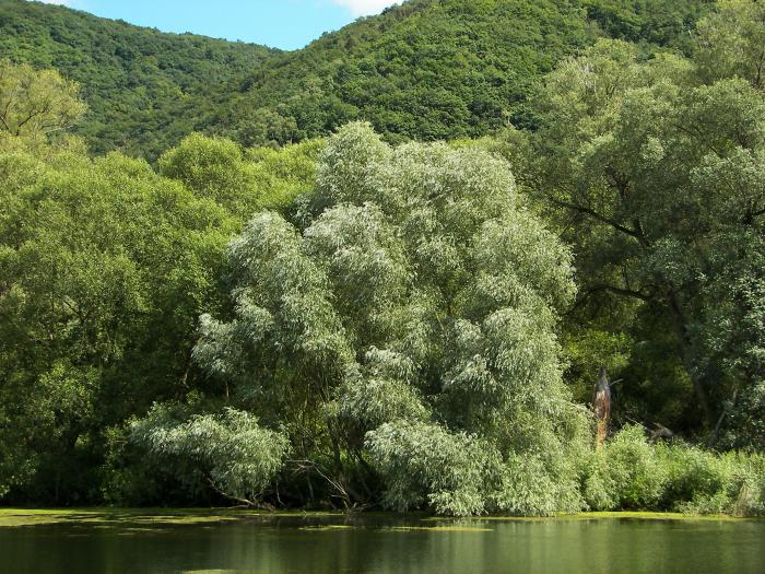 Τι είναι ο κτηνίατρος; Περιγραφή και έννοια