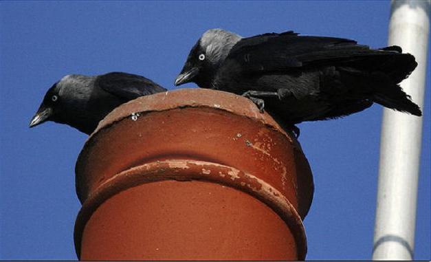 Το Jackdaw είναι ένα χρήσιμο πουλί