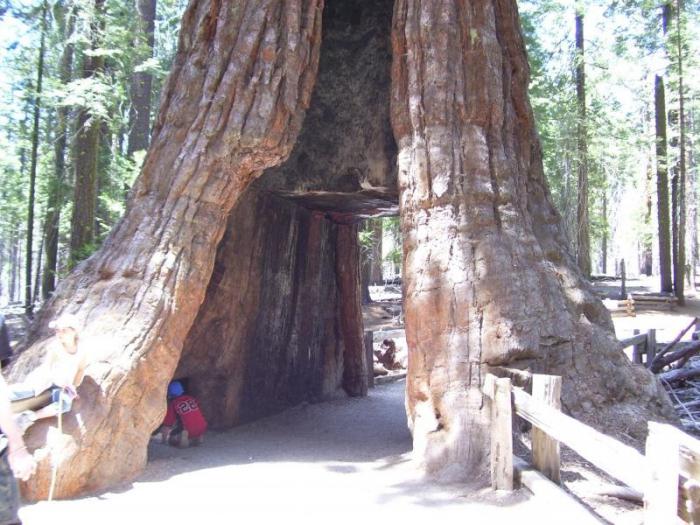 εικόνες γιγαντιαίας sequoia