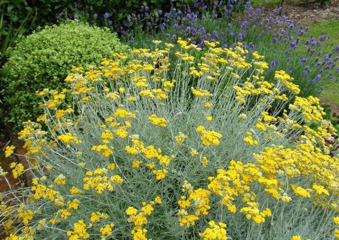 Πώς και πότε να συλλέγετε το immortelle για το στέγνωμα, τα χαρακτηριστικά αποθήκευσης και τις συστάσεις