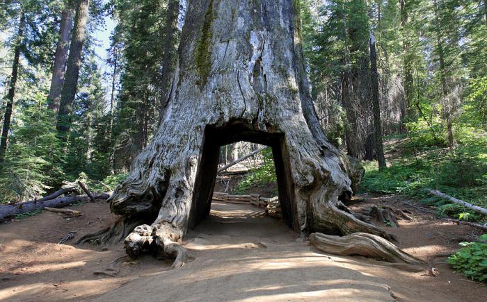 Το μέγιστο ύψος της sequoia είναι αειθαλές. Το δέντρο είναι ένας γίγαντας