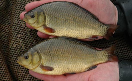 Fish crucian - συνήθειες και χαρακτηριστικά