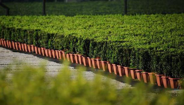 Boxwood Colchis Κόκκινο βιβλίο