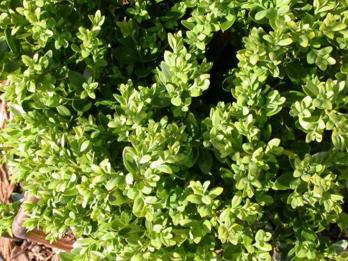 Boxwood Colchis