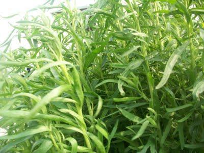 Tarhun Grass