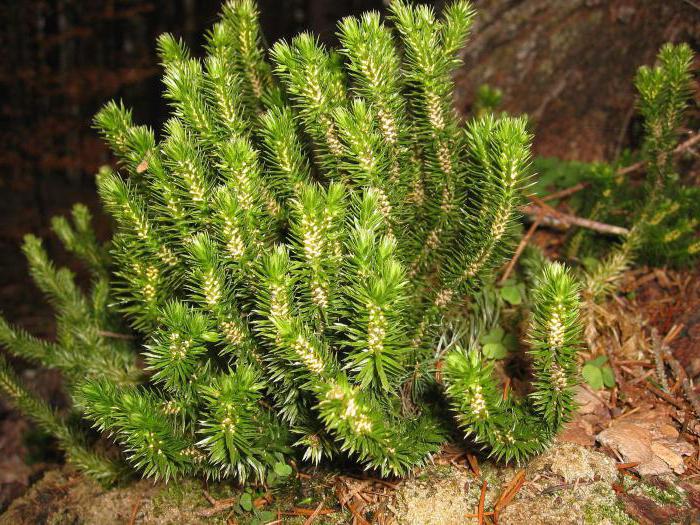 Grass baranese: περιγραφή, χρήσιμες ιδιότητες