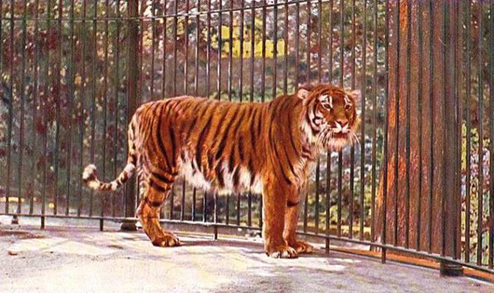 turan tiger απειλούμενα είδη 