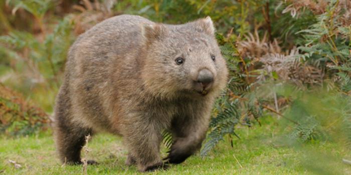 wombat ζώο