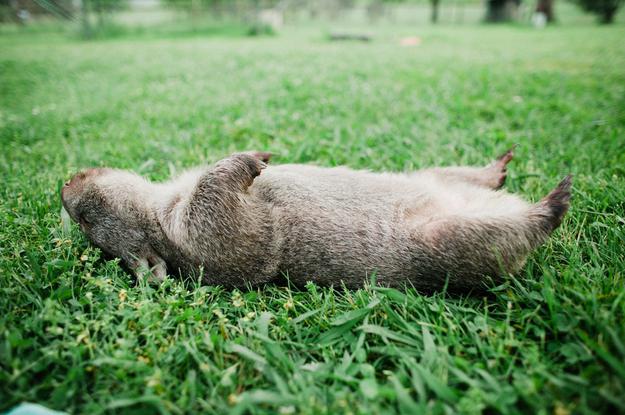 wombat animal australia