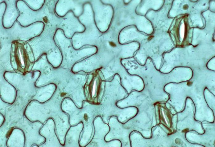 Τι είναι τα stomata: χαρακτηριστικά δομής και λειτουργίας