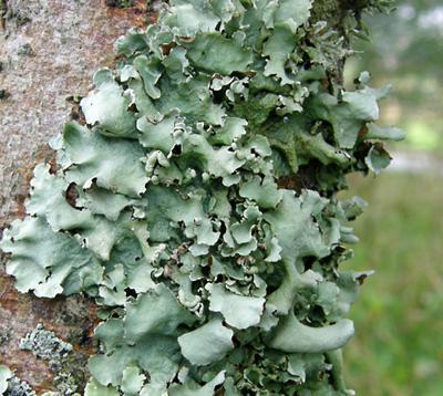 Laminaria Throat Κριτικές