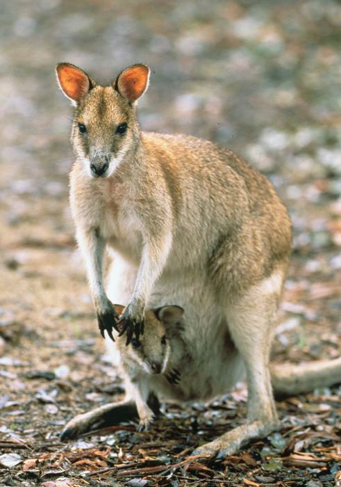 Marsupial θηλαστικά: εκπρόσωποι και τα χαρακτηριστικά τους