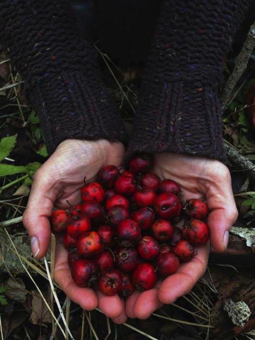 Πώς να ετοιμάζω το Hawthorn για την καρδιά και την υπέρταση;