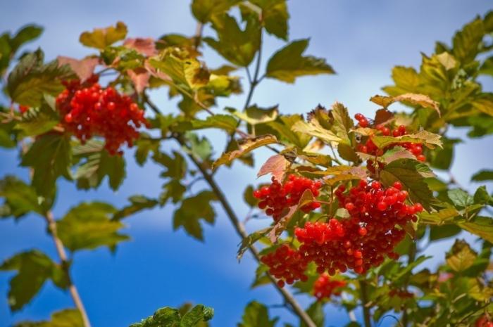 πότε να συλλέξει το viburnum