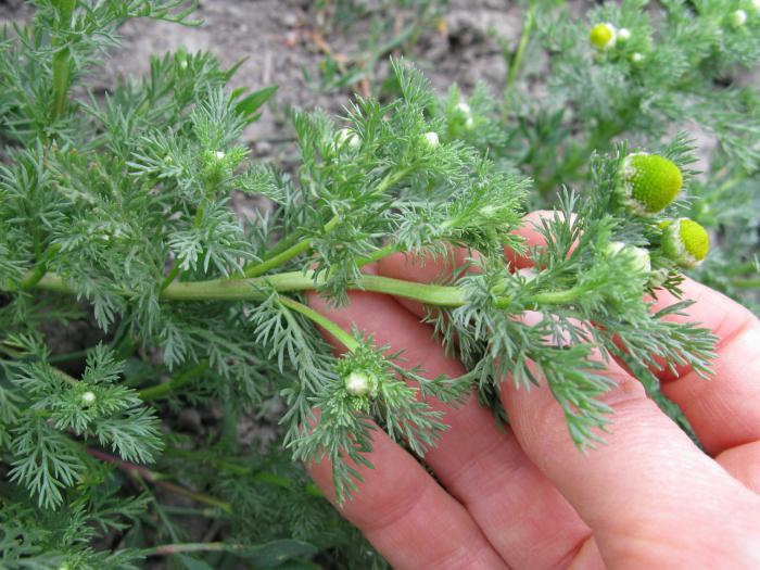 Χαμομήλι officinalis: καλλιέργεια