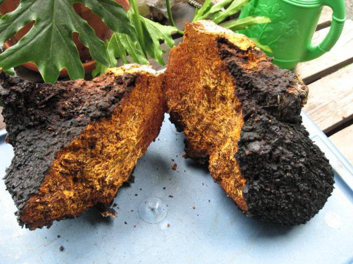 chaga σημύδα εφαρμογή