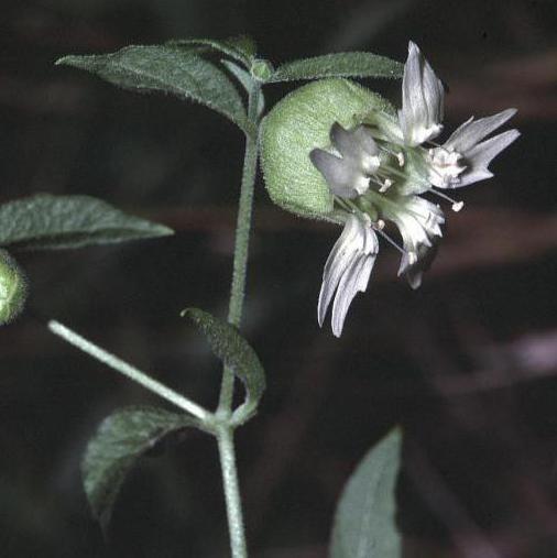 Smolovka vulgaris: φαρμακευτικές ιδιότητες και εφαρμογή