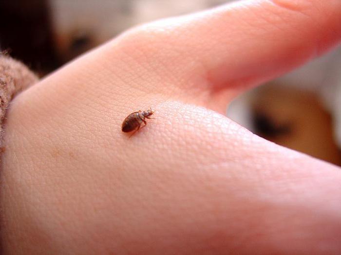 Bite bug bug: συμπτώματα, θεραπεία, συνέπειες