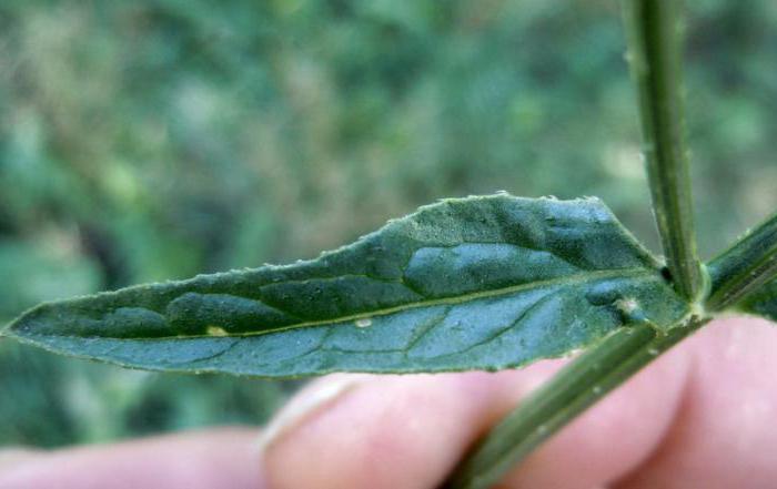 Verbena medicinal: φωτογραφία, εφαρμογή, επιστημονική έρευνα. Θεραπεία του φαρμάκου vervain