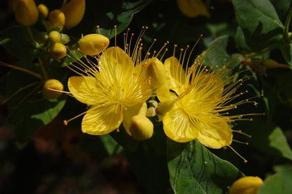 Η εφαρμογή του St. John's wort στην ιατρική