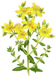 από το χρήσιμο βότανο St. John's wort